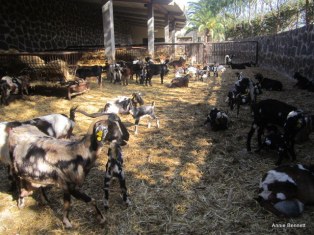 Majorera goats at Finca de Uga
