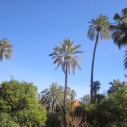 Palm & orange trees in Alcazar Seville